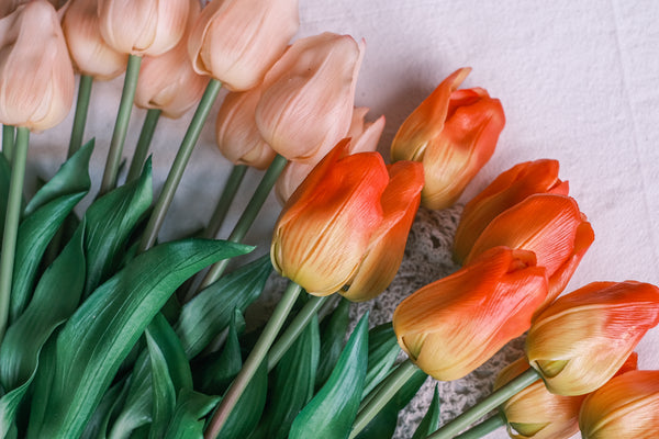 Lone Tulip