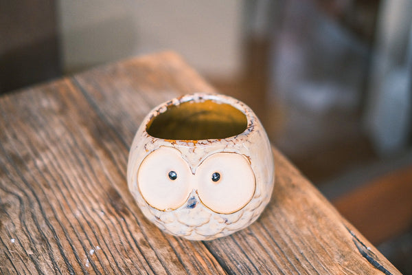 Owls Succulent pots